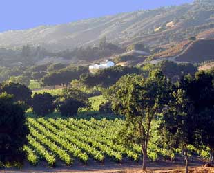 Galante Vineyards in Carmel Valley